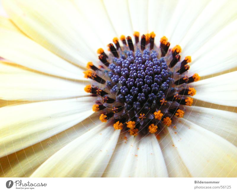 Flower Natur Blume violett weiß Makroaufnahme flower flowers Detailaufnahme orange