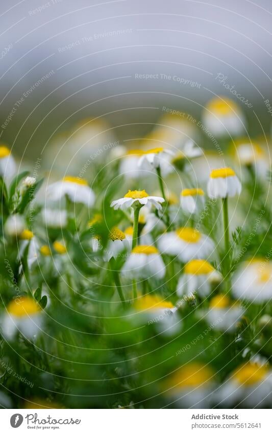 Blühende Kamillenblüten mit geringer Tiefenschärfe Blume Blütezeit Feld geringe Tiefe Natur Flora botanisch grün gelb weiß Blütenblatt Pflanze Schönheit