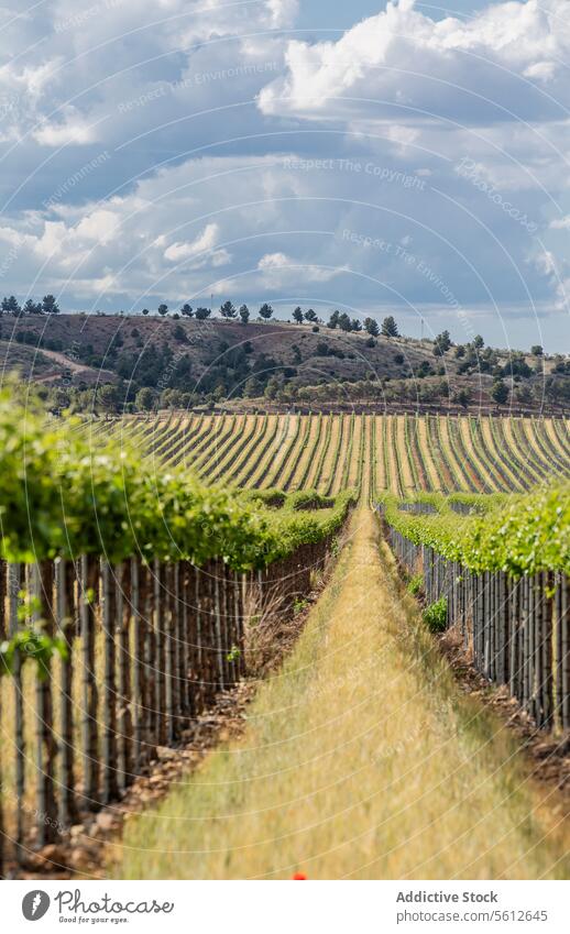 Gelassene Weinbergsreihen unter bewölktem Himmel Weinrebe Reihe Ackerbau Bauernhof Landschaft Cloud Rollender Hügel Gelassenheit ruhig Natur Weinbau ländlich