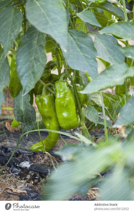 Grüne Paprika in einem Gartenbeet grün Klingel Bett Wein üppig (Wuchs) Blatt im Freien natürlich Wachstum Prozess Gemüse Pflanze organisch Ackerbau