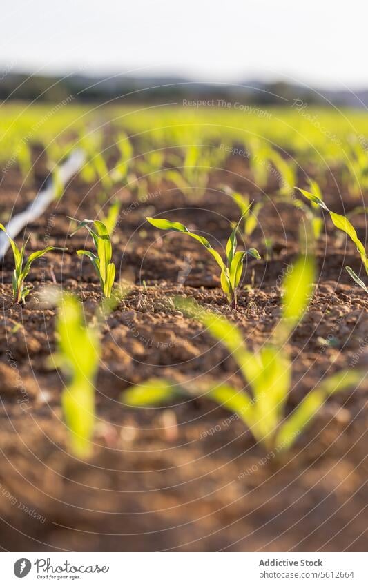 Junge Maispflanzen in der Erde zur goldenen Stunde Ackerbau Keimling Pflanze Boden Wachstum Bauernhof Feld Ernte Frühling jung grün Natur Land sprießen