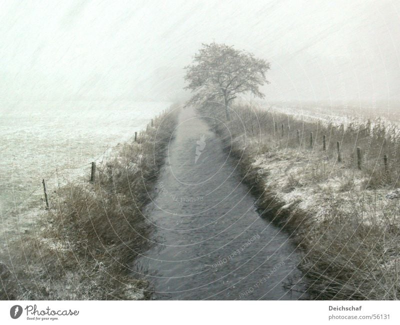 Winterabend im Norden Baum dunkel kalt nass Regen Schnee Landschaft Fluss Wetter Wind rain snow landscape tree weather cold