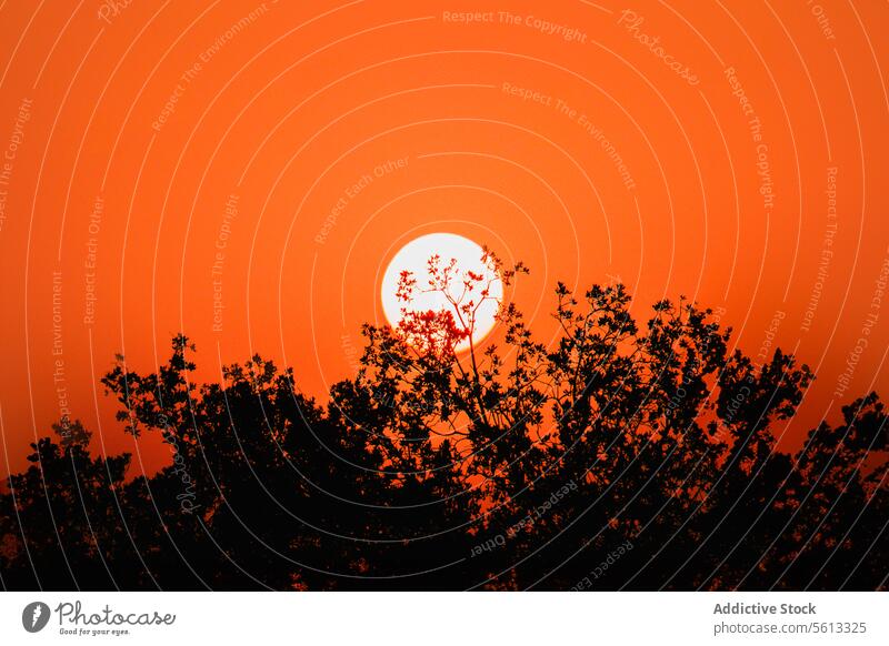 Serene Sonnenuntergang hinter silhouetted Bäume Himmel orange Silhouette Baum Ruhe Abend Abenddämmerung Natur im Freien Gelassenheit Landschaft pulsierend