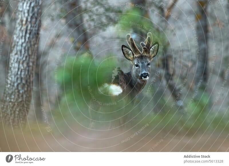 Neugierige Rehe spähen durch das Laub des Waldes Laubwerk wild Tier Fauna Natur ruhig natürlicher Lebensraum Peering bedächtig neugierig Geweih Blatt Tierwelt