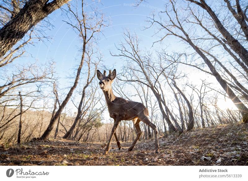 Neugierige Rehe in einem lichten Wald bei Sonnenuntergang Weitwinkel Starrer Blick neugierig bewaldet Gegend Hintergrund Natur Tierwelt im Freien Baum