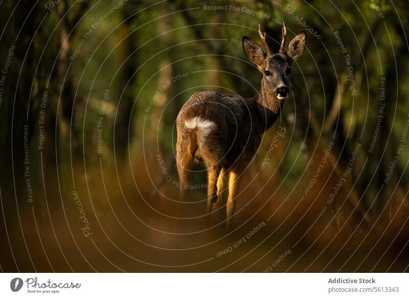 Einsame Rehe in einem ruhigen Wald in der Morgendämmerung Tierwelt Natur Wälder Sonne Licht einsiedlerisch sanft Anwesenheit Baum wild Gelassenheit Windstille