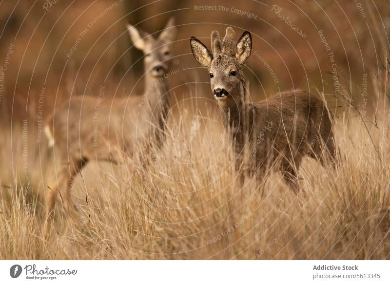 Zwei Rehe, getarnt im trockenen Gras Rogen Tarnung trocknen Tierwelt Lebensraum natürlich Einstellung Paar Natur wild Säugetier golden Tonung hoch Flora Fauna