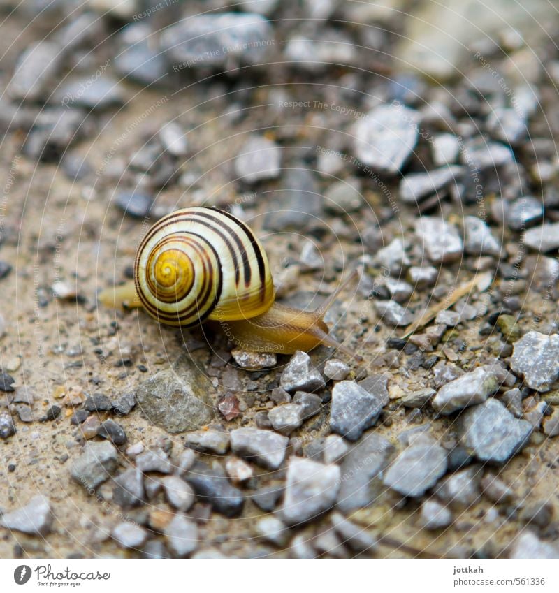 mobile home Umwelt Natur Tier Erde Schnecke 1 Häusliches Leben klein geduldig ruhig Ausdauer Bewegung Fortschritt Geschwindigkeit Güterverkehr & Logistik