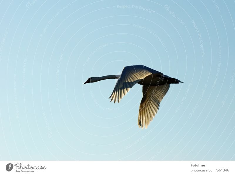 Mein lieber Schwan! Himmel Wolkenloser Himmel Sonnenlicht Tier Vogel Flügel 1 hell natürlich schön fliegen Farbfoto mehrfarbig Außenaufnahme Menschenleer Tag