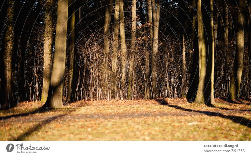 Lichtgrenze Natur Pflanze Herbst Schönes Wetter Baum Gras Wald außergewöhnlich dunkel fantastisch braun orange schwarz Gefühle Mut Verschwiegenheit Enttäuschung