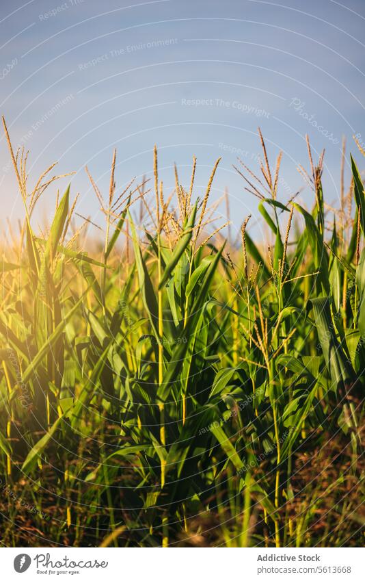 Grüne Pflanzen auf dem Bauernhof vor blauem Himmel Ernte Mais grün Ackerbau Feld Blauer Himmel Nahaufnahme frisch Wachstum Sonnenlicht Natur Blatt Schonung