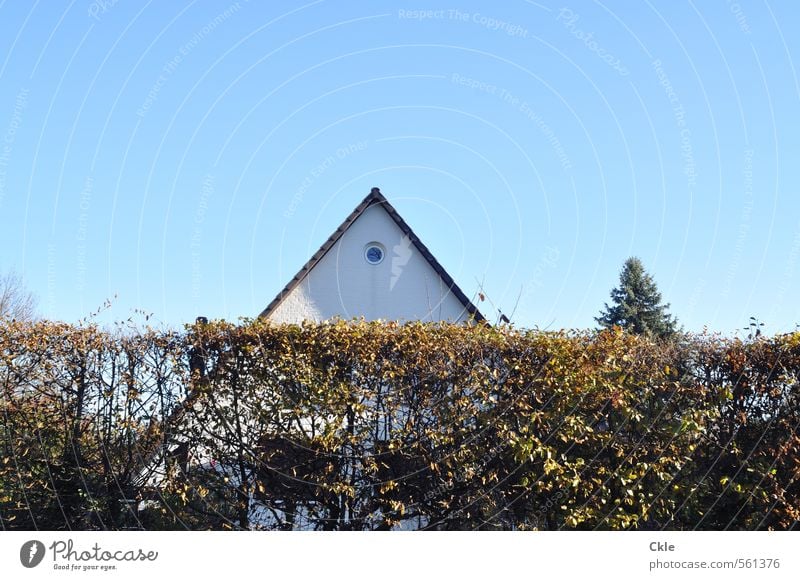 Emporkömmlinge Wohnung Haus Traumhaus Himmel Wolkenloser Himmel Sonnenlicht Herbst Schönes Wetter Baum Sträucher Garten Einfamilienhaus Bauwerk Architektur