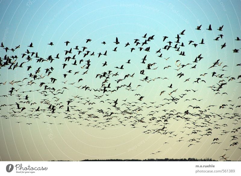 the storm Umwelt Natur Pflanze Tier Luft Himmel Wolkenloser Himmel Horizont Herbst Schönes Wetter Wald Wildtier Vogel Gans Schwarm fliegen Gefühle Wildgans