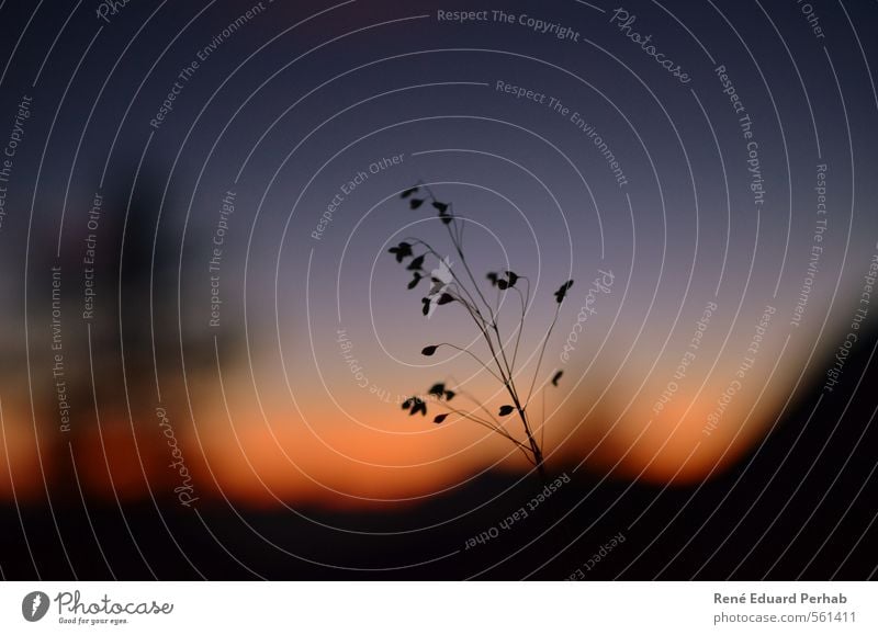 Silhouette im Abendrot... Umwelt Natur Landschaft Pflanze Luft Himmel Nachthimmel Sonnenaufgang Sonnenuntergang Sommer Klima Wetter Schönes Wetter Alpen