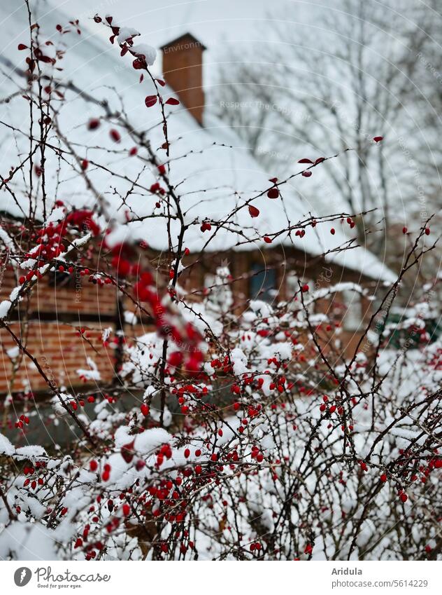 Schneebedecktes Reetdachhaus mit Berberitze im Vordergrund Haus Winter Hecke rot Beeren Sträucher winterlich Backstein ländlich Norddeutschland kalt Schornstein