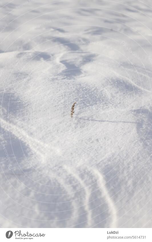 Winzige Pflanze vor verschneitem Hintergrund Unschärfe Kontrast Schatten Licht Tag Menschenleer Detailaufnahme Nahaufnahme Außenaufnahme Farbfoto Raureif