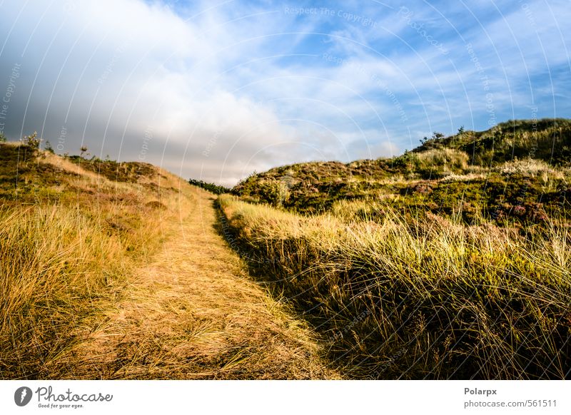 Auf dem Land schön Sommer Umwelt Natur Landschaft Luft Himmel Wolken Horizont Herbst Wetter Blatt Park Wald Straße Wege & Pfade wild gelb grün Farbe vertikal