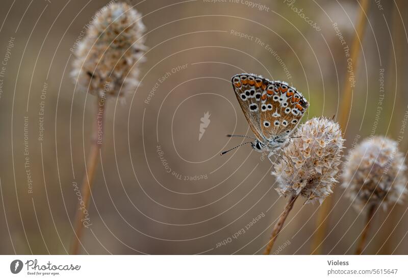 Bläuling Solo Schmetterling Beige Tier Pflanze Natur Sommer trocken