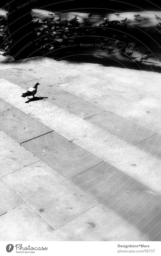 Barcelona Tauben Beton weiß Vogel Platz Schwarzweißfoto black Schwarm Schatten Sonne Wege & Pfade Pflastersteine Kot