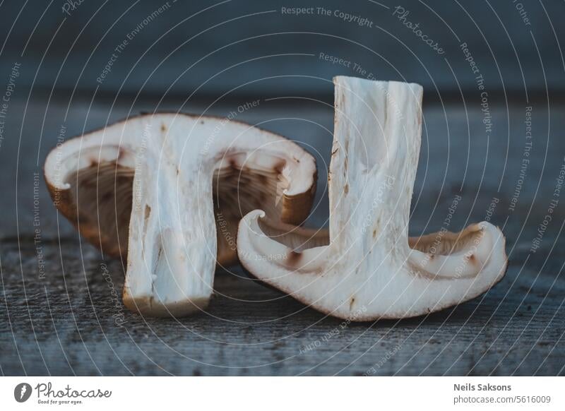 in zwei Stücke geschnitten. Tricholoma imbricatum Blätterpilz Herbst Biologie Steinpilze braun Kappen Nahaufnahme sammelnd essen Ökologie essbar fallen Wald