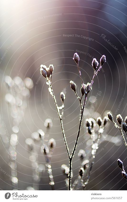 eiskalt Umwelt Natur Pflanze Sonnenaufgang Sonnenuntergang Winter Schönes Wetter Eis Frost Schnee Wildpflanze Wald leuchten Farbfoto Gedeckte Farben