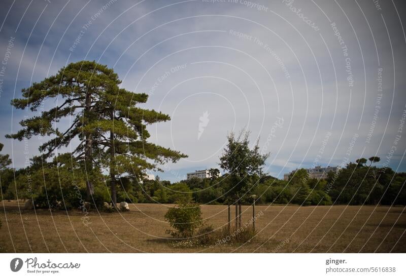 Parklandschaft Ferne Hochhaus gedeckte Farben spazierengehen Koniferen Nadelbäume Kontrast mehrfarbig Schatten Wetter Licht Schönes Wetter Sommer Grünpflanze