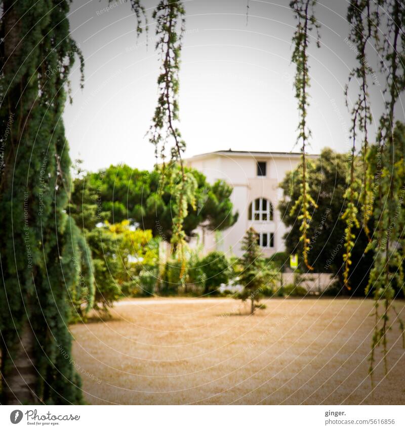 Das Haus im Park wohnen Bäume Girlanden Sträucher Stadt Fassade Architektur Gebäude Fenster Außenaufnahme Villa Gras vertrocknet gelb grün Ranken Wand Bauwerk