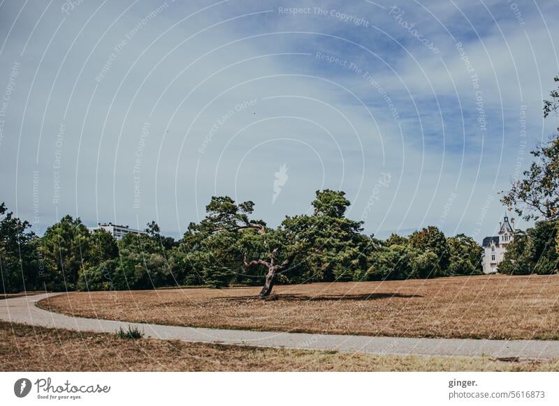 Bizarrer Baum an der Kurve im Park Wolken Bäume Gras Himmel Natur Landschaft Umwelt grün Pflanze Außenaufnahme Farbfoto Tag natürlich Wiese blau