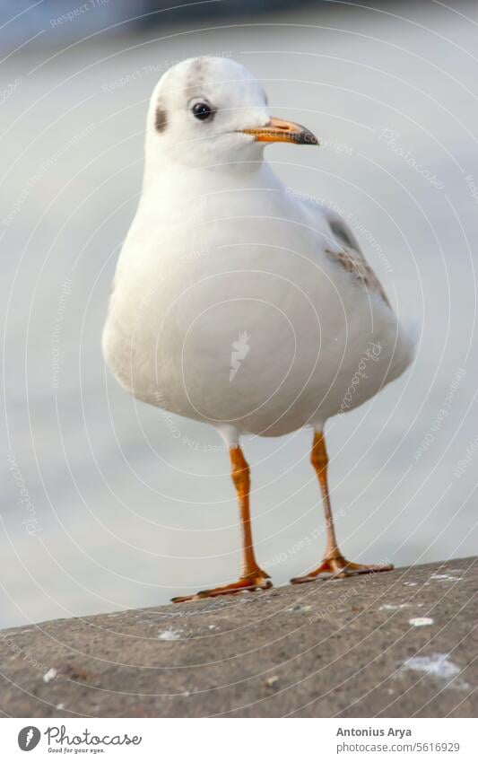 Möwe Vogel oder Seevogel stehend Füße auf der Themse Ufer in London, Close up view of weiß grau Vogel Möwe Feder Küste Silhouette Hintergrund Wasser Himmel