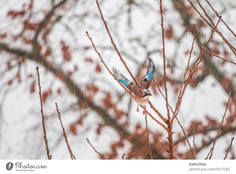 abflug Eichelhäher Vögel Umwelt Garten Tier Farbfoto Jahreszeiten hübsch Tierliebe Menschenleer Feder Natur Vogel Tierporträt Wildtier Ornithologie Tierwelt