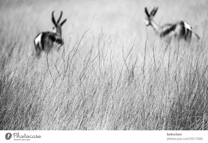 zweisam Grashalme Unschärfe Tierliebe Tierschutz Trockenheit Savanne beeindruckend besonders Landschaft Ferien & Urlaub & Reisen Freiheit Natur Abenteuer