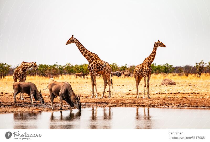 saufgelage etosha national park Etosha Wasserloch wild Afrika Namibia Außenaufnahme Ferne Fernweh Farbfoto Freiheit Natur Abenteuer Landschaft