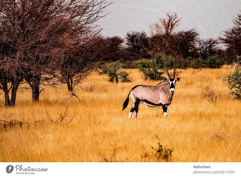 einzelkämpfer etosha national park Etosha Etoscha-Pfanne außergewöhnlich Tierporträt Wildtier frei wild Wildnis Safari Tierliebe Tierschutz Umwelt Gras trocken