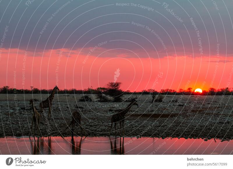 schattentiere Spiegelung Spiegelung im Wasser Schatten frei Tierschutz Tierliebe Sonnenuntergang Sonnenlicht Abenddämmerung Wolken Etosha etosha national park