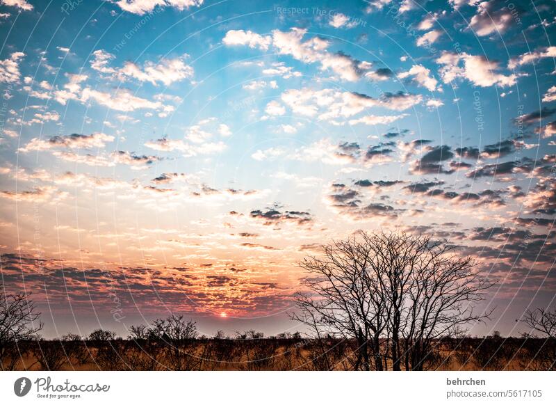 am himmel verweht Sonnenaufgang magisch Sonnenlicht Wolken Abenddämmerung traumhaft Wärme Himmel besonders beeindruckend Abenteuer Natur