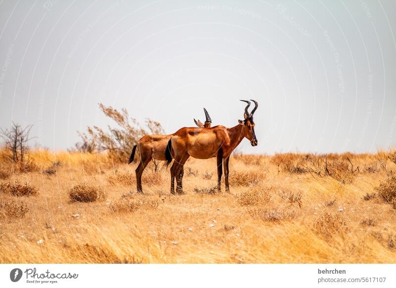 zweisam Tierporträt etosha national park Etosha Etoscha-Pfanne fantastisch Wildtier wild frei außergewöhnlich Wildnis Namibia Safari Afrika weite Ferne Fernweh