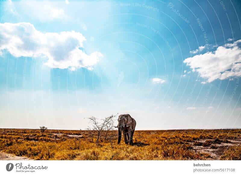 einzelgänger Trockenheit Tierliebe Tierschutz Savanne Gras beeindruckend besonders Himmel Landschaft Ferien & Urlaub & Reisen Natur Freiheit Abenteuer Farbfoto