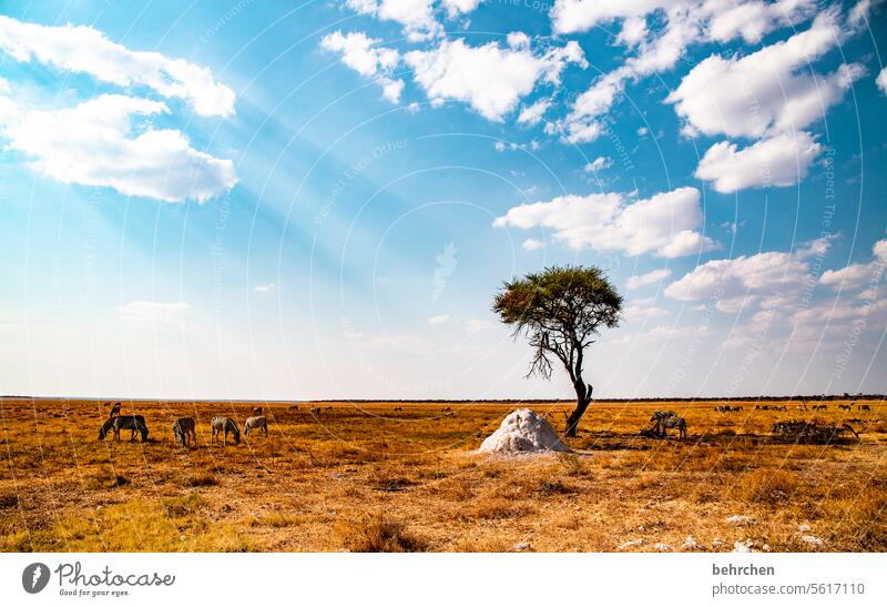 lieblingsplatz besonders beeindruckend Abenteuer Freiheit Ferien & Urlaub & Reisen Landschaft Natur weite Afrika Namibia reisen Fernweh Ferne Etoscha-Pfanne