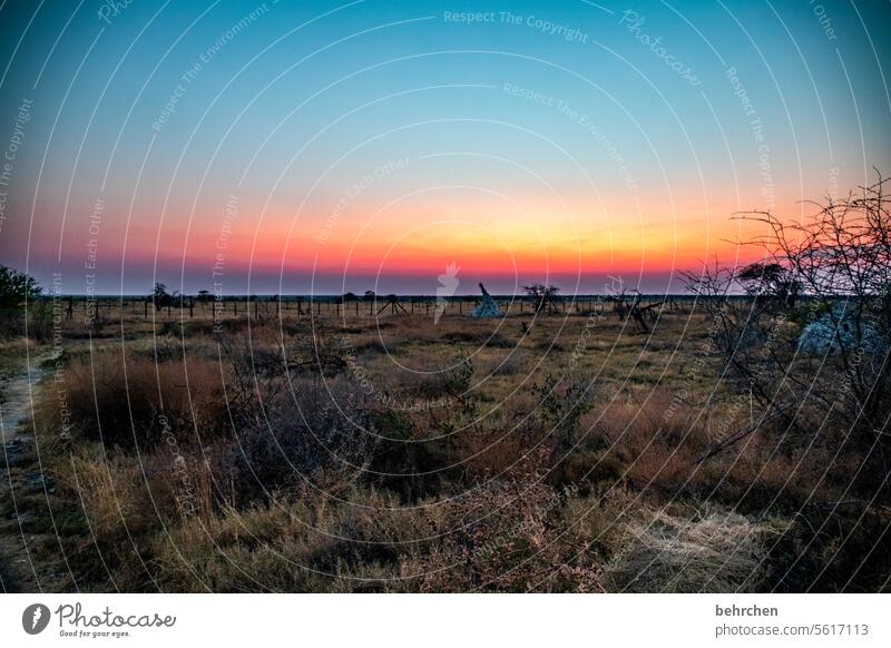 himmel über afrika Himmel traumhaft Wärme besonders Natur Freiheit magisch beeindruckend Ferien & Urlaub & Reisen Abenteuer Landschaft Afrika weite Ferne