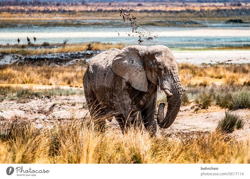 dreckstag Elfenbein außergewöhnlich Wildtier etosha national park Etosha Etoscha-Pfanne fantastisch Elefant Elefantenbulle gefährlich riskant Rüssel Gefahr frei