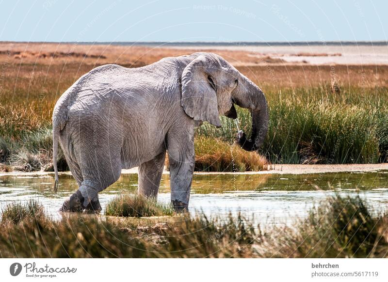 trinkBAR Elfenbein Stoßzähne Tierporträt Wasser trinken Wasserloch Tierliebe besonders Tierschutz Ferien & Urlaub & Reisen Savanne Landschaft Natur Gras