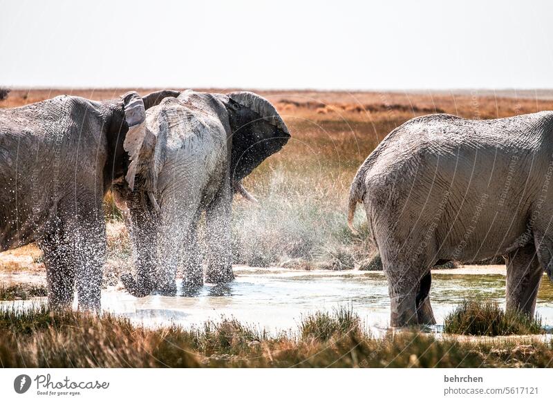 waschstraße Gefahr Rüssel riskant gefährlich Elefantenbulle fantastisch Wildtier Etoscha-Pfanne Etosha etosha national park außergewöhnlich frei wild Wildnis