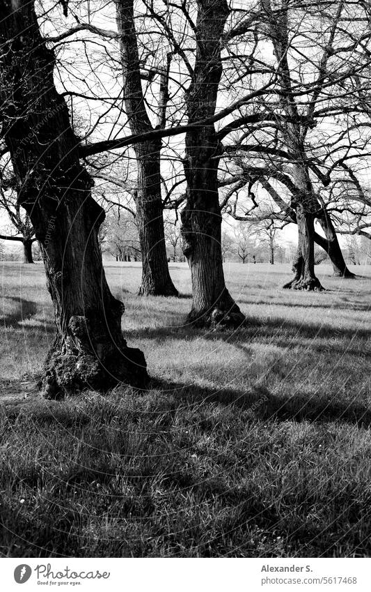 Bäume im Park mit Schattenspiel Schattenwurf Strukturen & Formen Licht & Schatten Kontrast Licht und Schattenspiel Wiese natürliches Licht Lichteinfall