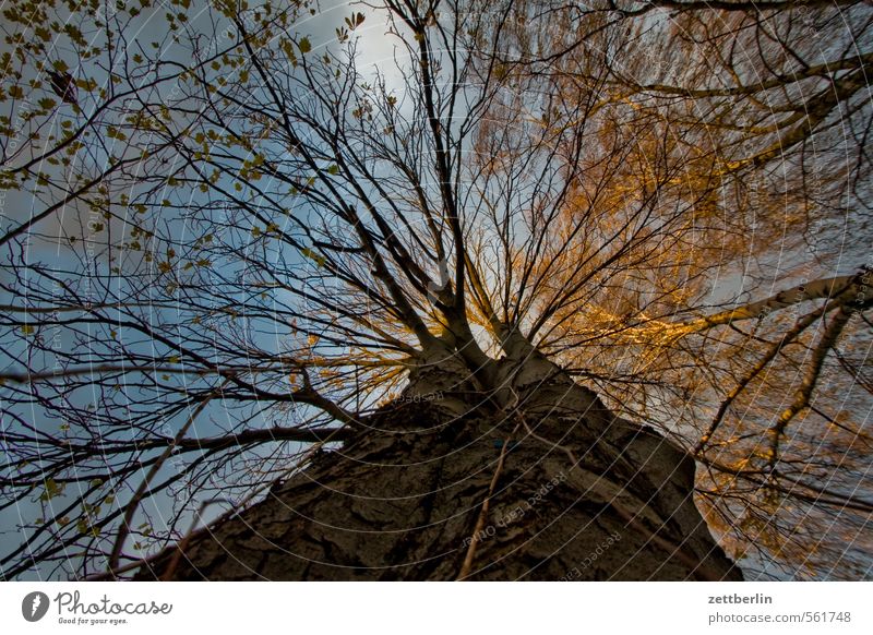 Baum Garten Herbst Herbstbeginn Schrebergarten Licht Natur November Sonnenuntergang wallroth Wolken Wolkendecke Baumstamm Ast Zweig Froschperspektive Netz