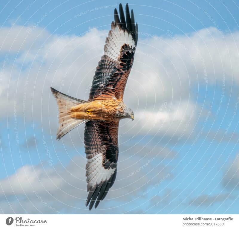 Fliegender Rotmilan Roter Milan Milvus milvus Greifvogel Vogel im Flug Kopf Schnabel Auge Flügel Gefieder Federn Flügelspanne Flügelschlag Himmel Wolken Sonne