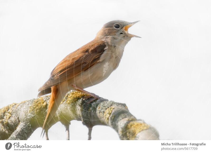 Singende Nachtigall auf einem Ast Luscinia megarhynchos Tiergesicht Kopf Schnabel Auge Feder gefiedert Krallen Gezwitscher Gesang singen Flügel trällern