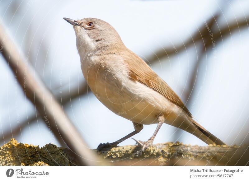 Nachtigall im Baum Luscinia megarhynchos Tiergesicht Kopf Schnabel Auge Feder gefiedert Flügel Krallen Wildtier Ast Wildvogel Vogel Ganzkörperaufnahme