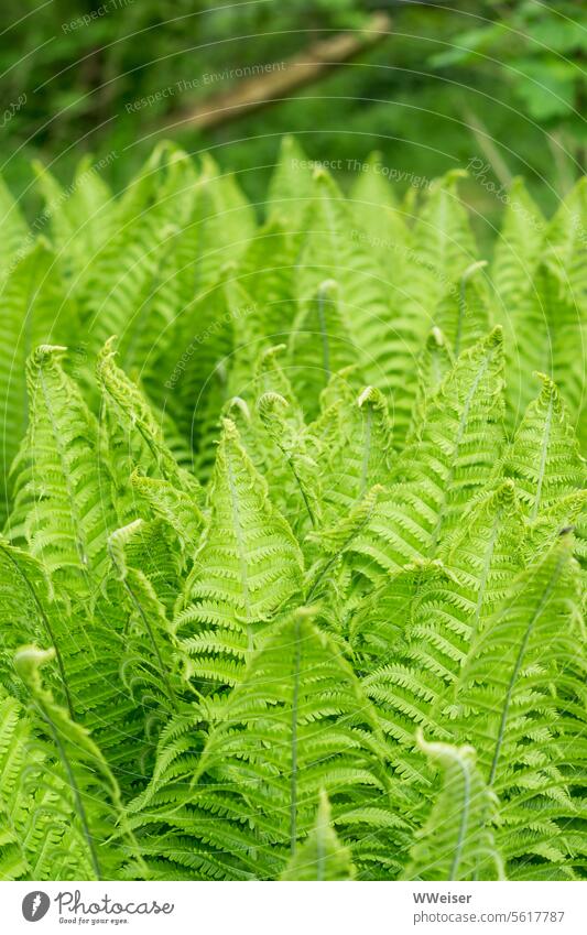 Der Farn wächst grün und üppig im Halbschatten des Gartens Pflanze Wedel Natur wachsen draußen bepflanzen Schatten Blatt natürlich Wachstum üppig (Wuchs)