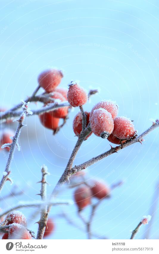 Hagebutten mit Raureif Winter Frost Sonnenschein blauer Himmel Pflanze Rose Wildrose geeist Rosenzweige Winterfutter Hochformat