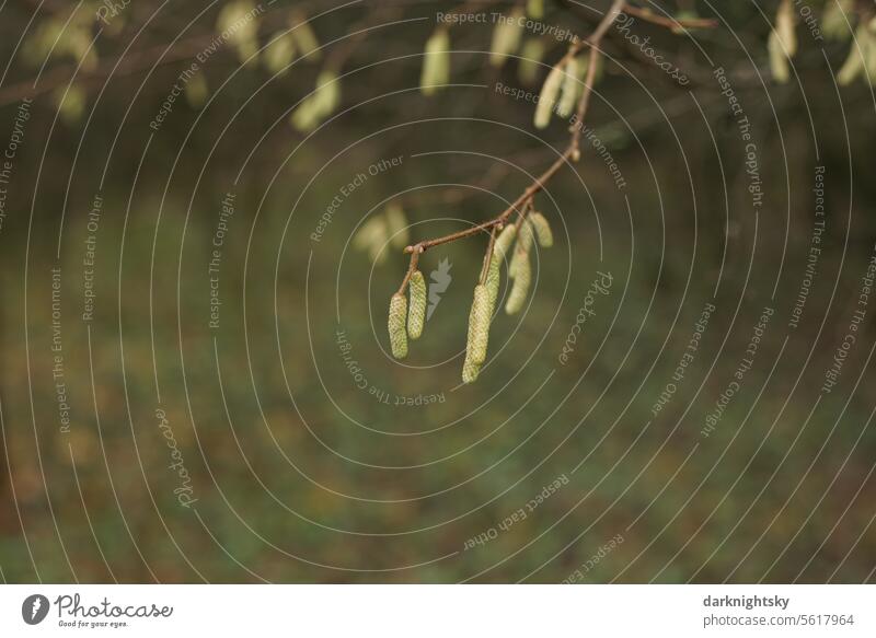 Blüten des Haselnuss Strauchs, Corylus avellana Pflanze Frühling Außenaufnahme Farbfoto braun Umwelt Sträucher Pollen Baum Menschenleer Detailaufnahme Ast